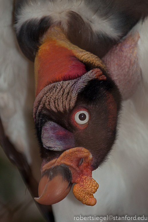 king vulture